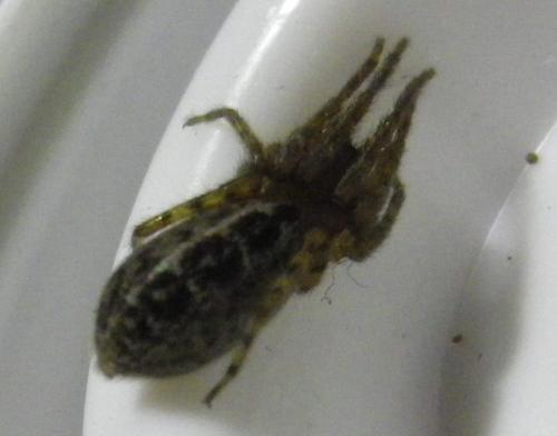 Segestria bavarica